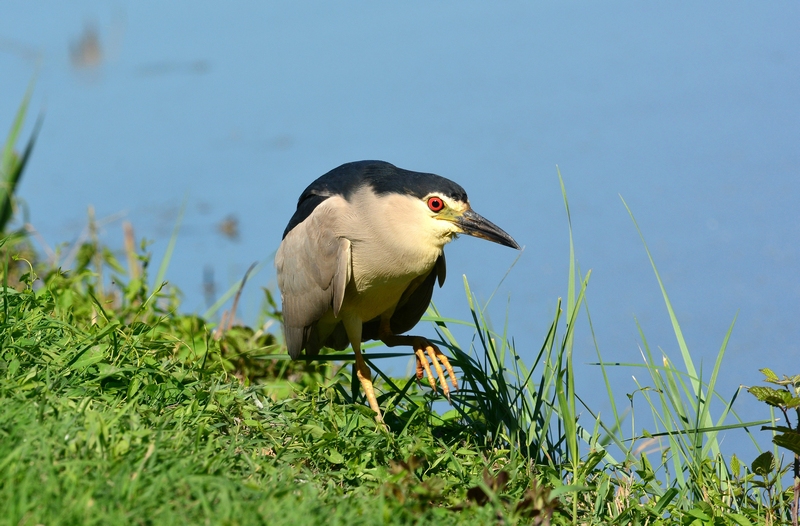 Nitticora day in Val Morosina